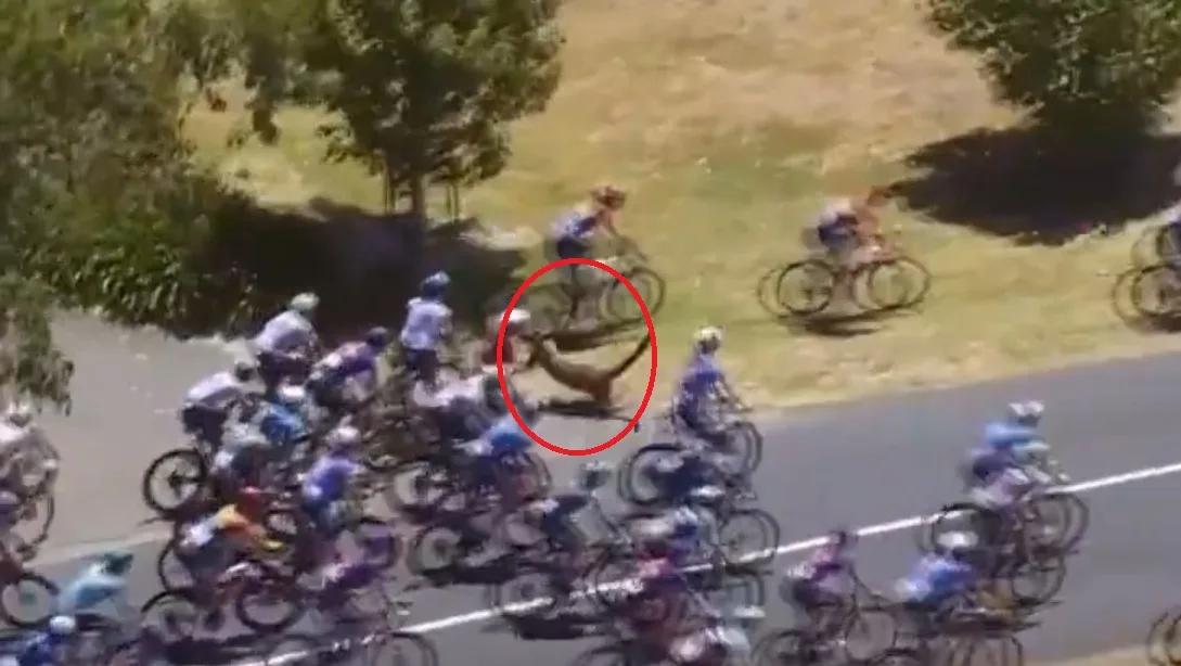 VIDEO: Caída del líder Vine cuando se atraviesa un canguro