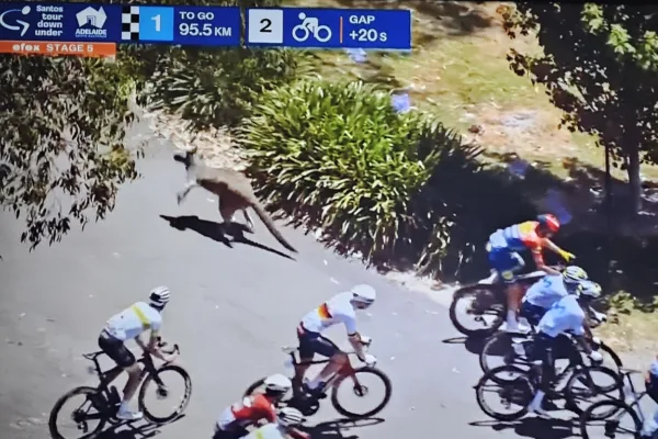 VIDEO: Caída del líder Vine cuando se atraviesa un canguro